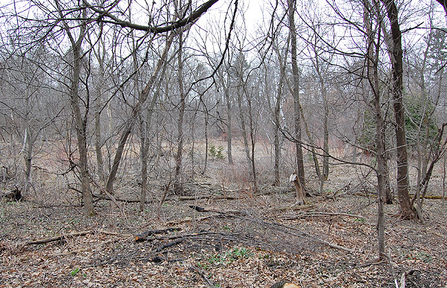 The bog today in spring