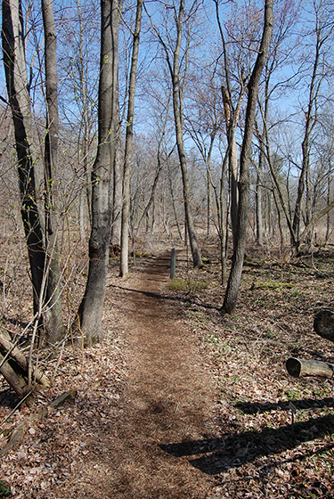 Bog path in spring