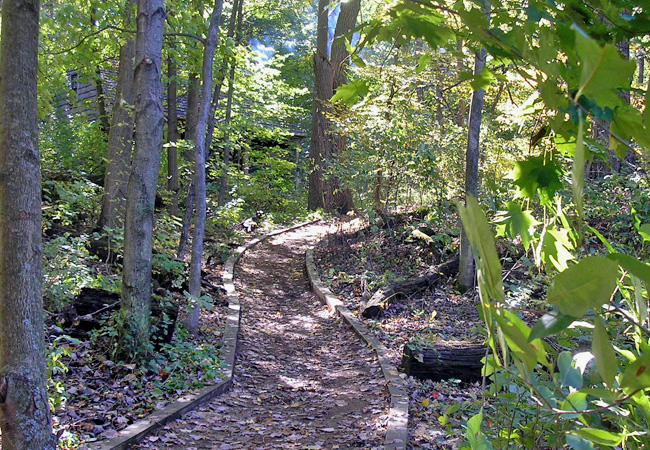 Woodland east path today