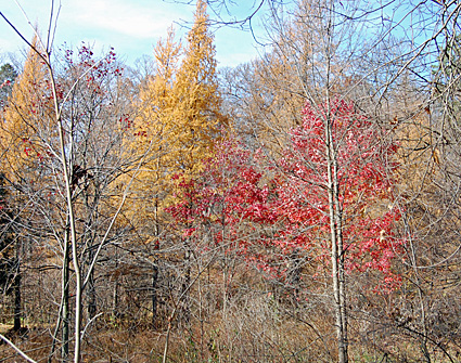 Larch and Red Maple