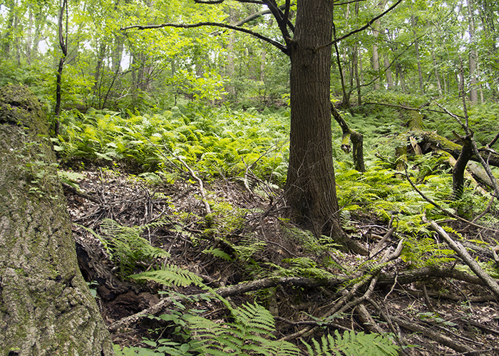 Maple Bowl ferns