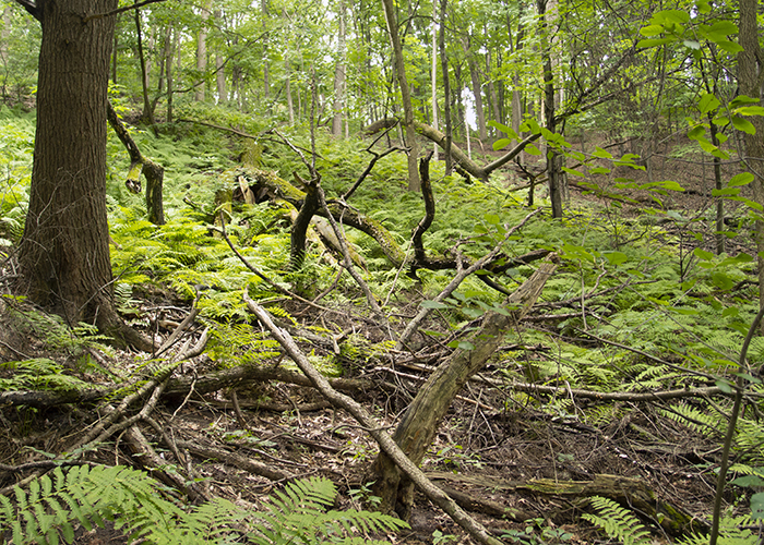 Maple Bowl Ferns
