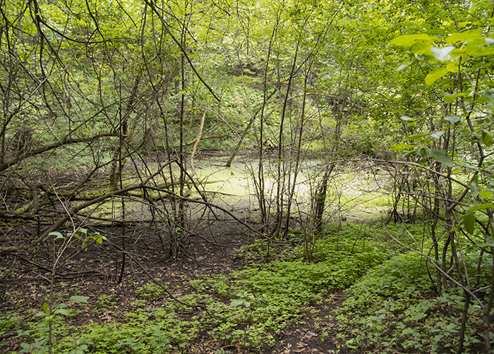 Pool in late Summer 2018
