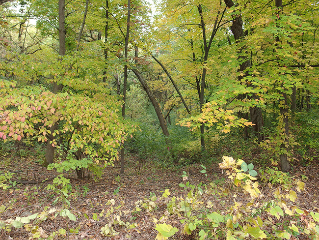Maple Glen SE of the garden gate