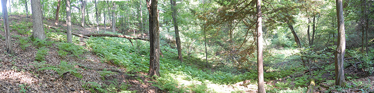 Maple Glen