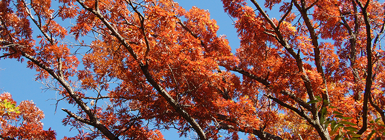 red maple leaves