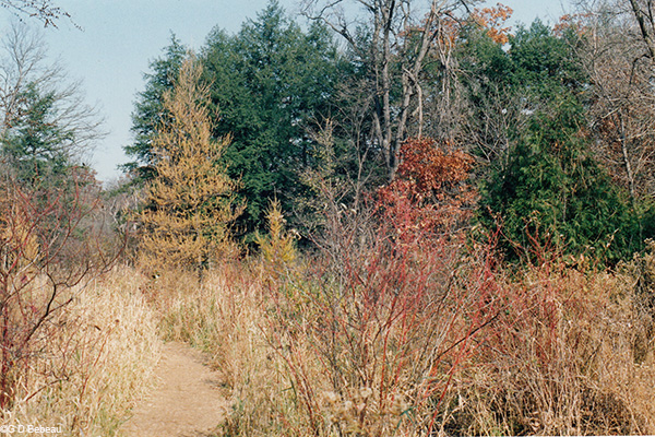 Marsh in fall