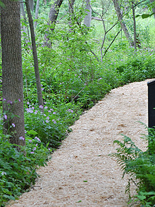 Mulch on bog path