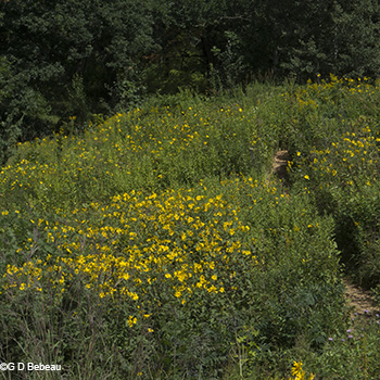 Restored area in 2014