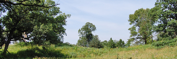 Upland Garden landscape