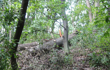 Trees down in Storm