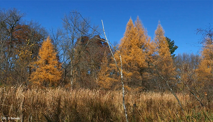 October tamaracks in wetland