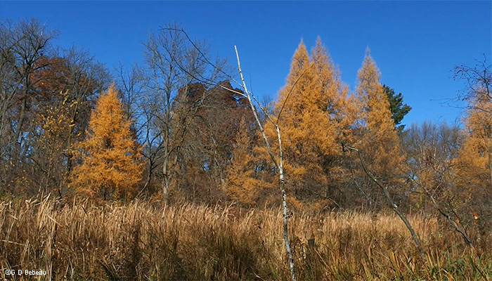 Tamaracks