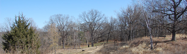 Various bare trees