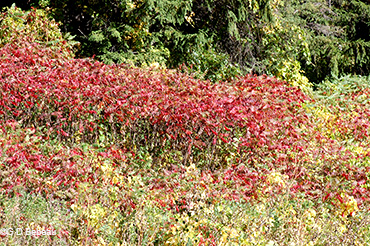 Sumac in the Upland Garden.