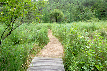 wetland boardwalk end of phase I