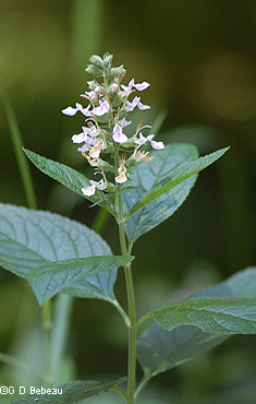 American Germander