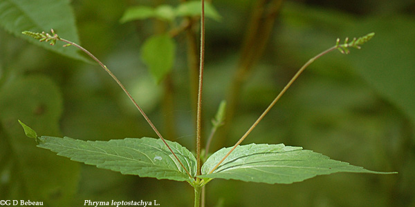 American Lopseed stem structure