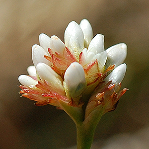 Arrowleaf Tearthumb flower cluster