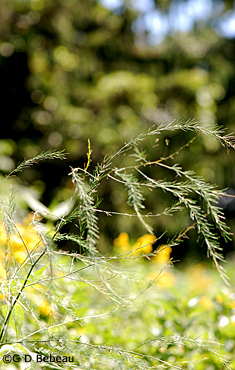 Asparagus leaf