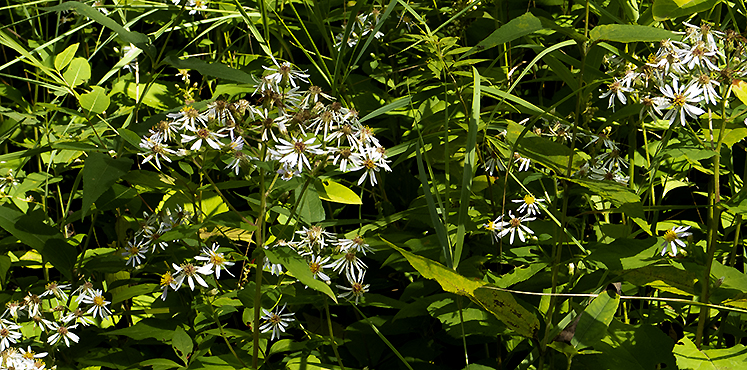 Bigleaf Aster