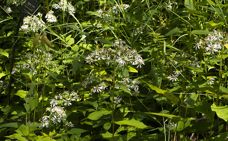 Group of Bigleaf aster