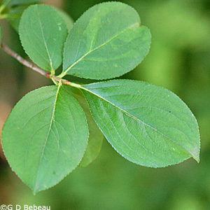 Black Chokeberry leaf