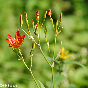 Blackberry Lily Cluster
