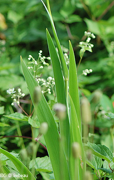 Blackberry Lily Leaf
