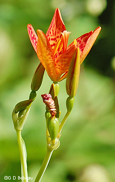 Blackberry Lily