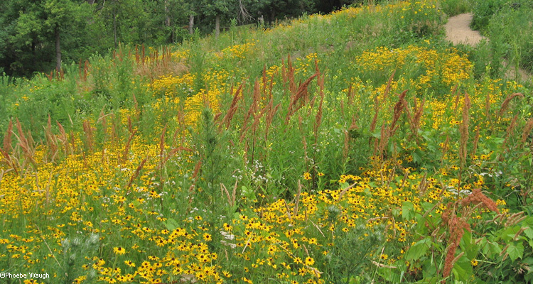 Field of Black-eyed Susans