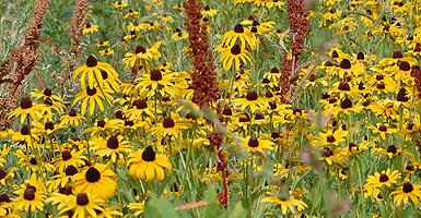 Black-eyed Susan group