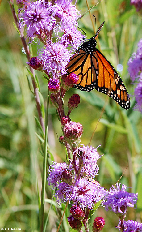 Northern Blazing Star