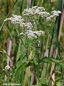 Boneset