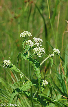 Boneset