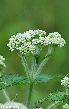 Boneset Flower cluster