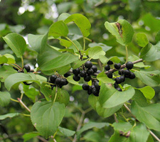 Common buckthorn