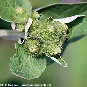 Lesser Burdock buds