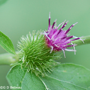 Lesser Burdock closeup