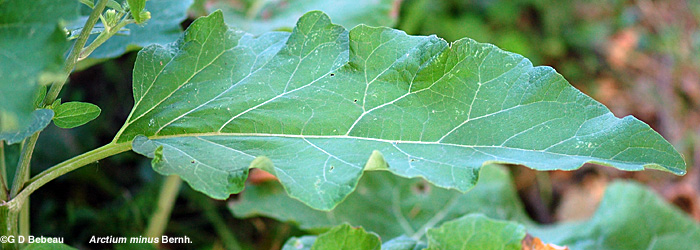 Lesser Burdock leaf