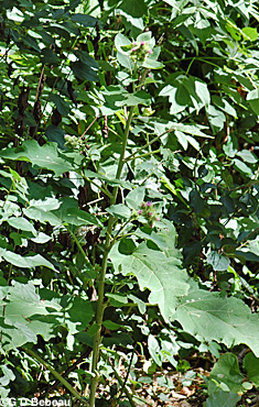 Lesser Burdock plant