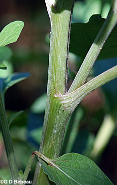 Lesser Burdock stalk