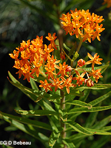 Butterfly Milkweed