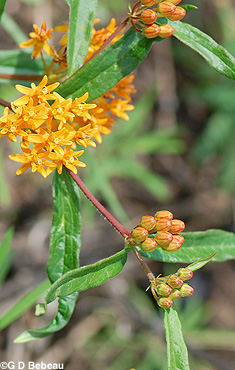 Butterflyweed Buds