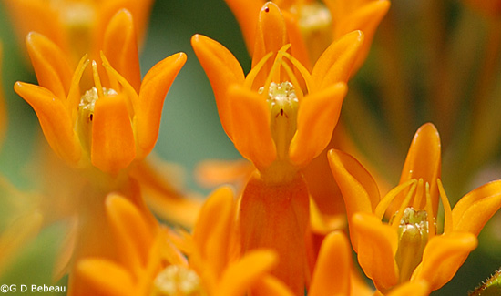 Butterfly Milkweed close up of flower