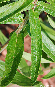 leaf