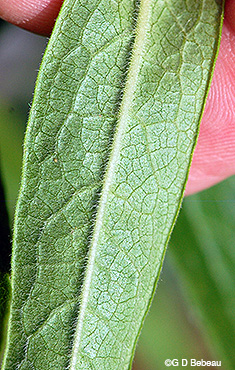 leaf underside
