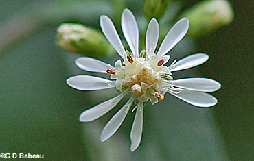 Calico Aster flower