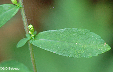 Calico Aster Leaf