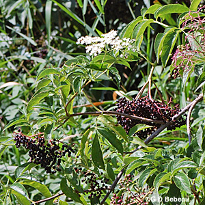 Canada Elderberry August flowers